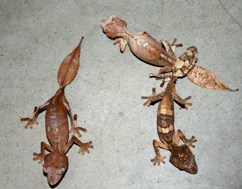NEW Uroplatus phantasticus trio