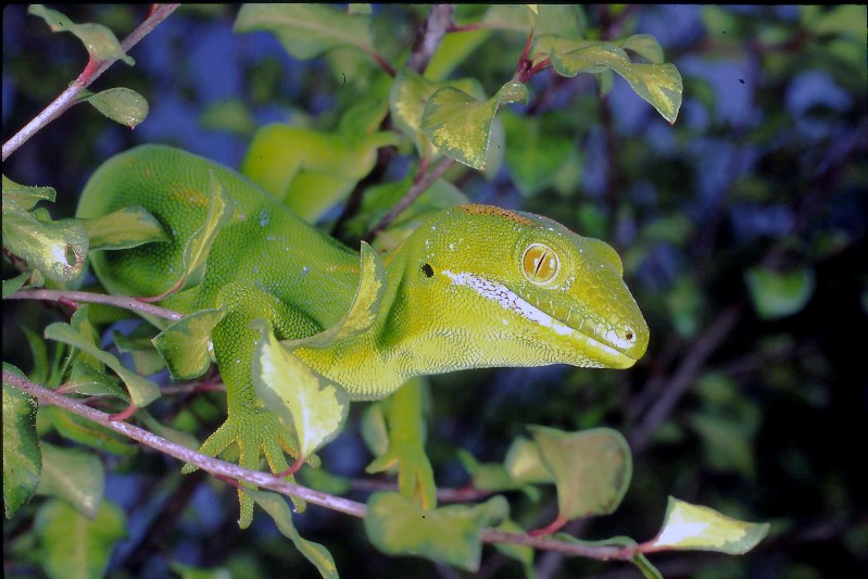 New Zealand Green gecko