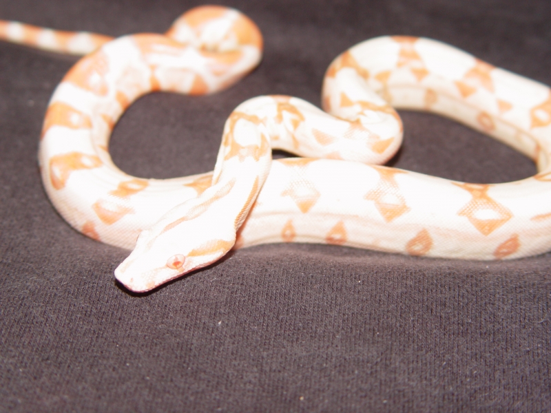 New_litter_018