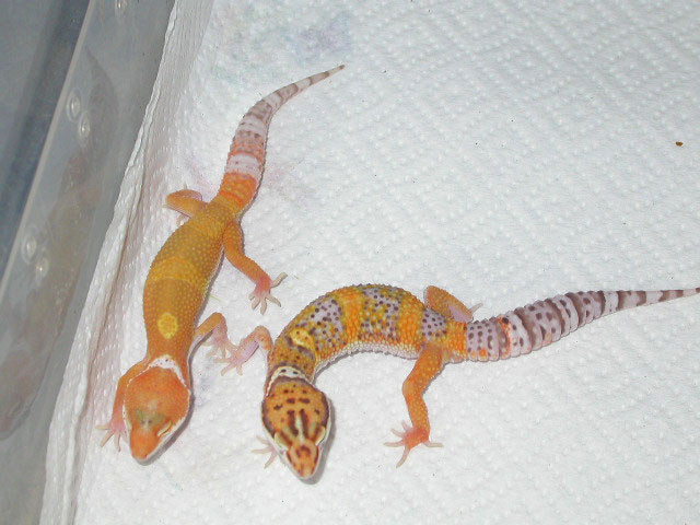 newbells