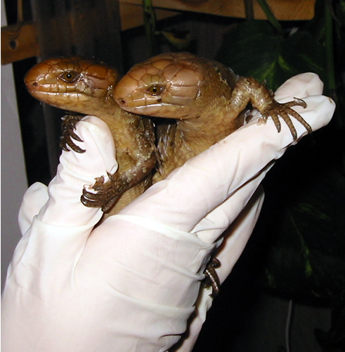 Newborn Twins