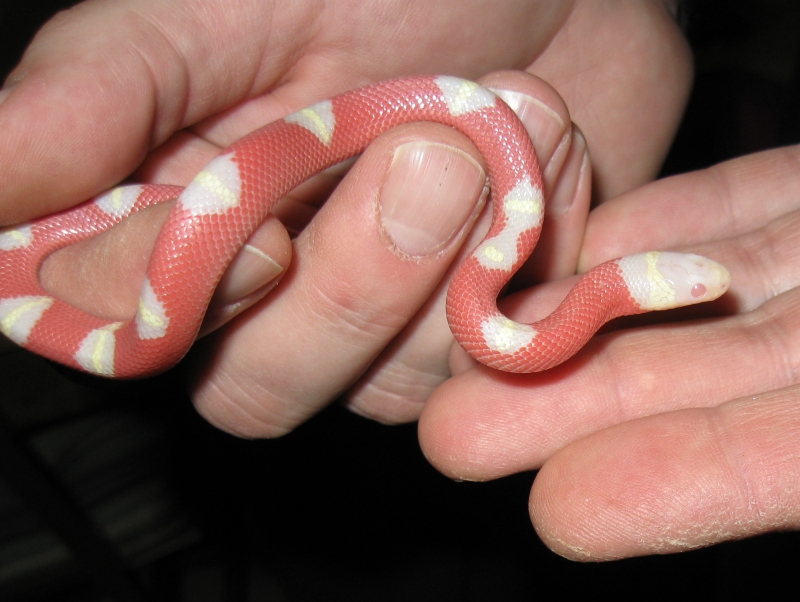 Newest acquisitions from the Taylor Reptile show
