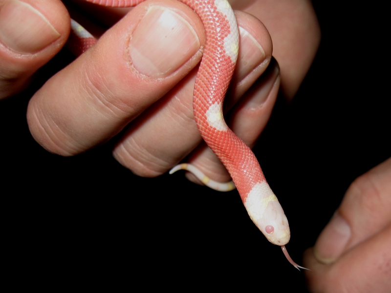 Newest acquisitions from the Taylor Reptile show