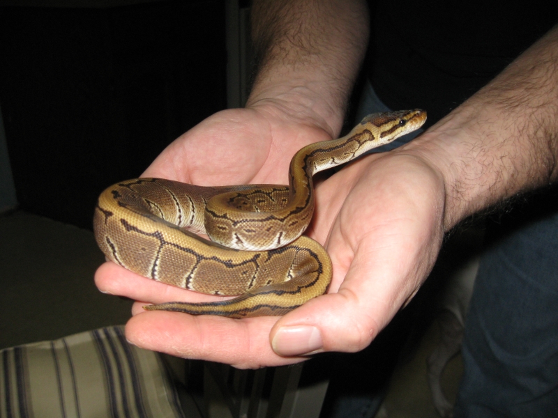 Newest acquisitions from the Taylor Reptile show