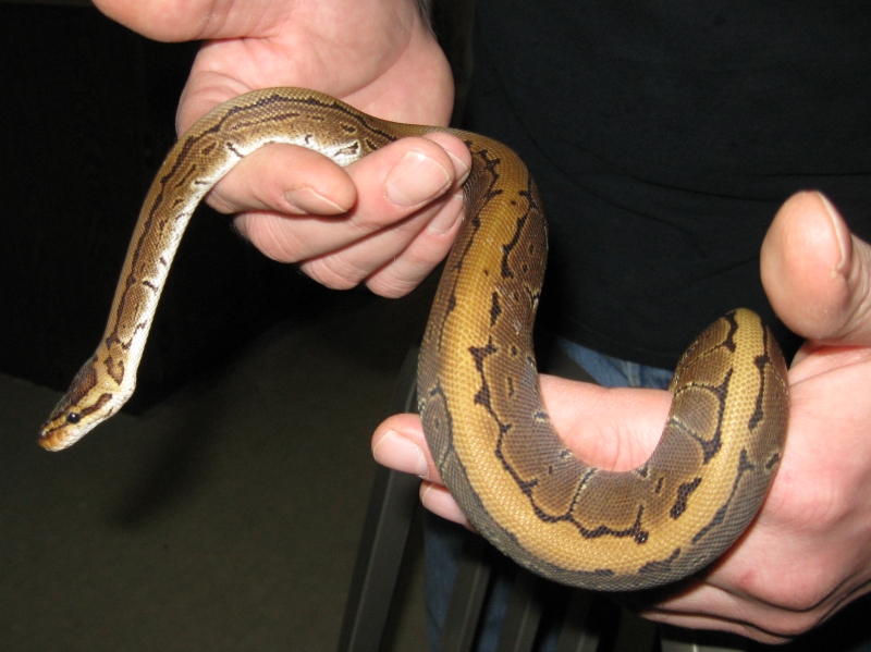 Newest acquisitions from the Taylor Reptile show