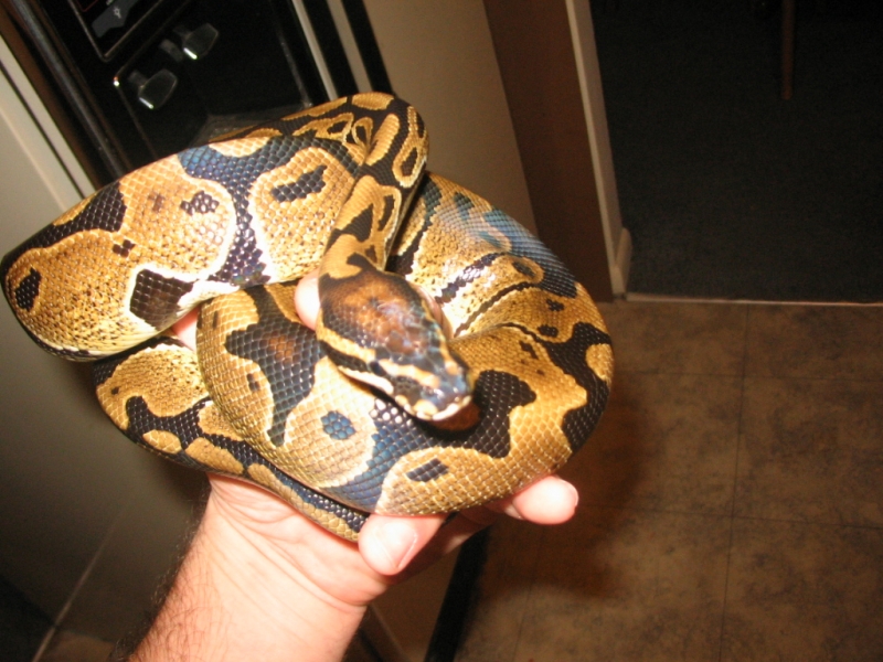 newest addition to family