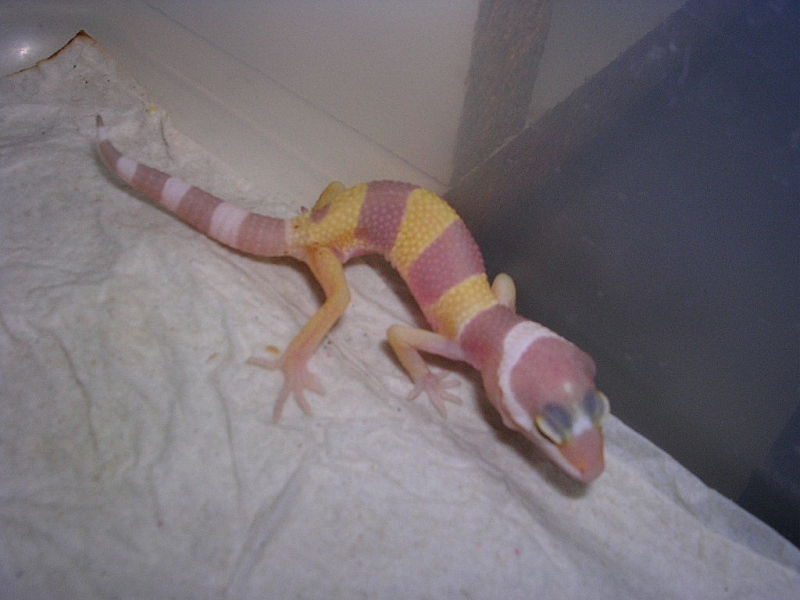 Newest hatchling