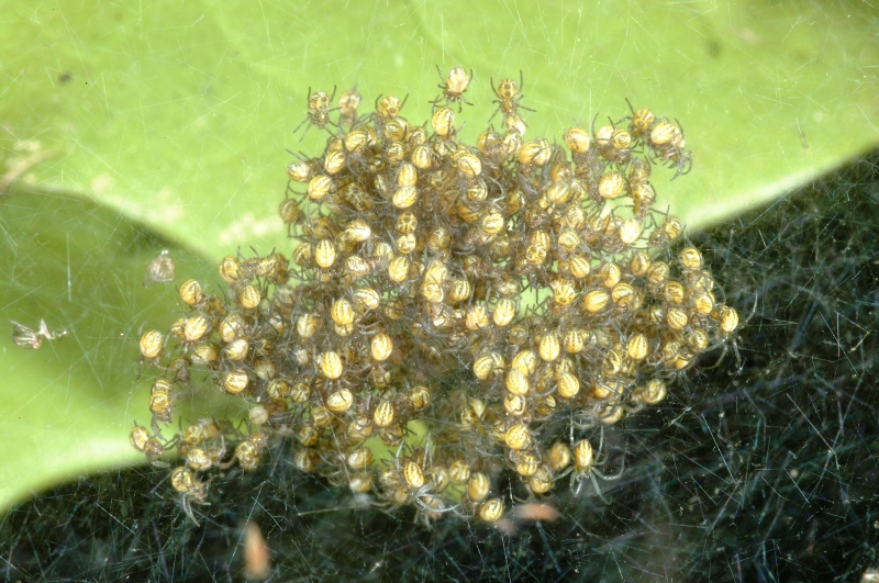 Newly hatched spiderlings.