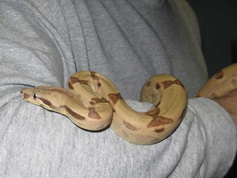 Newly shed Callisto