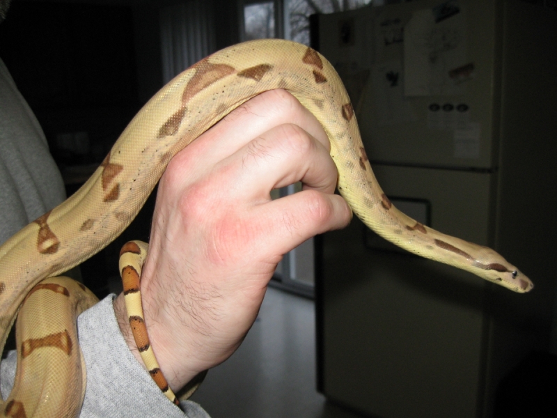 Newly shed Callisto