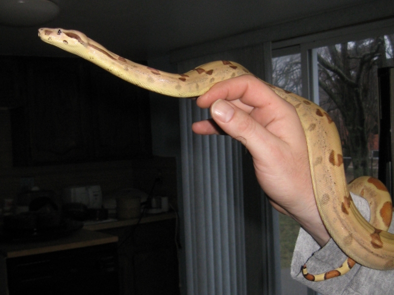 Newly shed Callisto