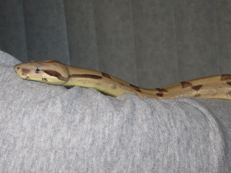 Newly shed Callisto