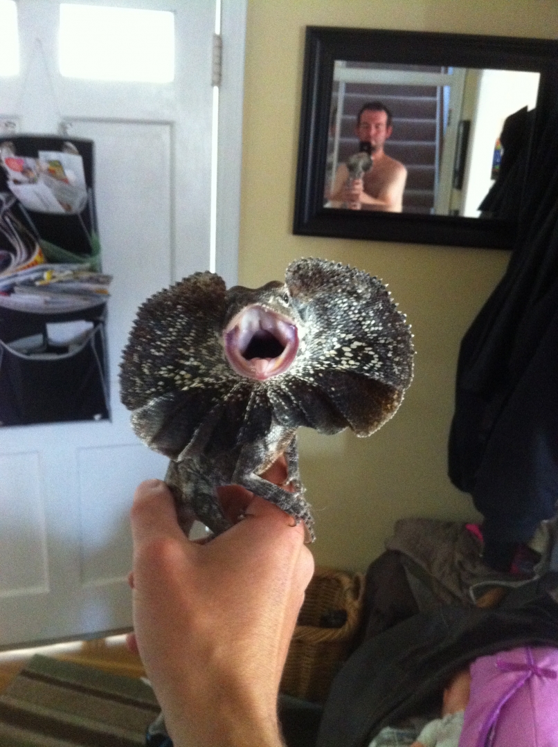 NG MALE Frilled