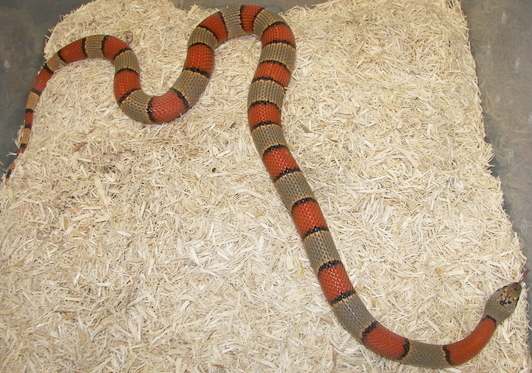 Nice Blairs Greyband male