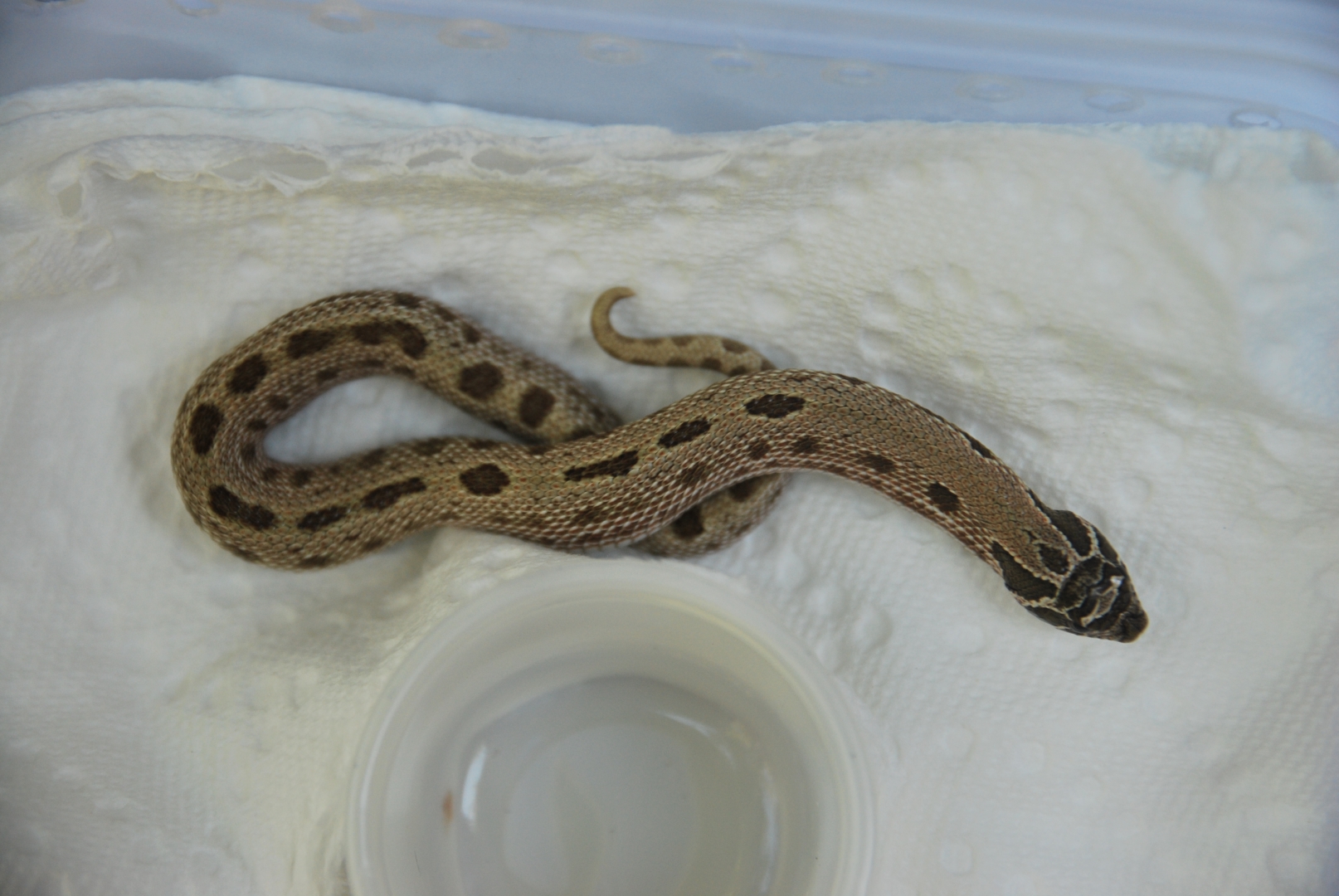 nice patterned anaconda ---  sold