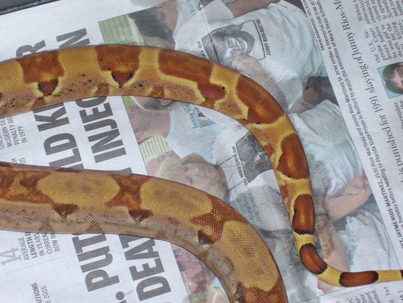 nice tail