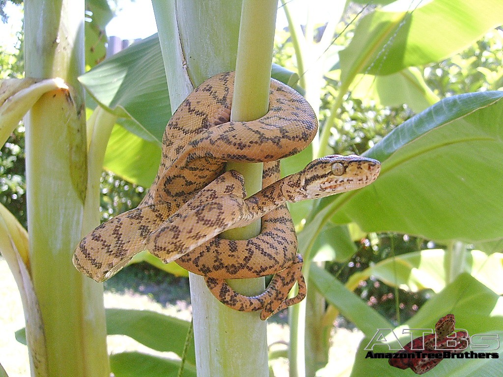 NMJM008-01A