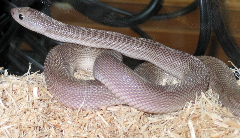 Nokturnel Tom Southern Patternless
