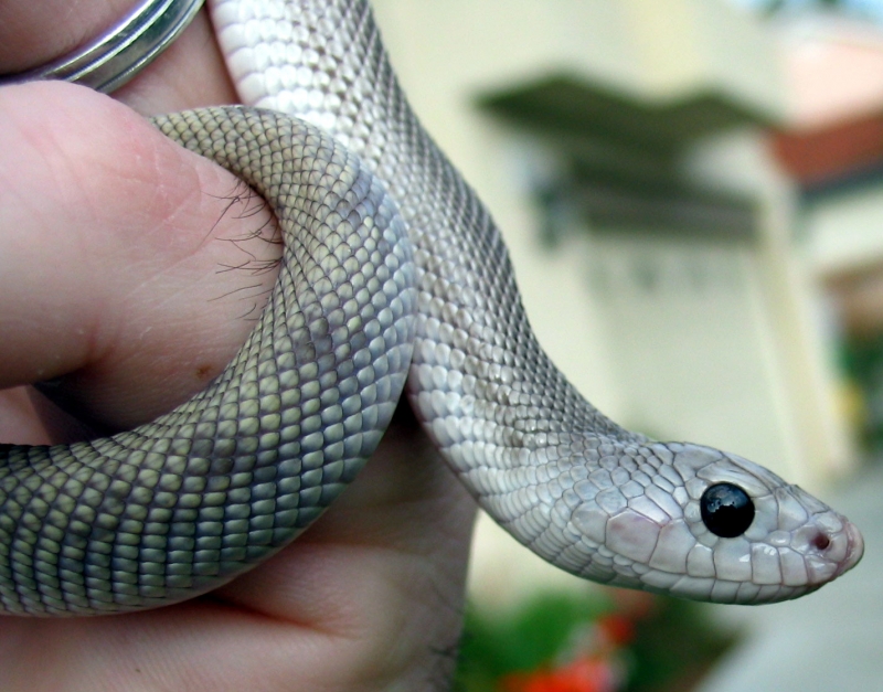 Nokturnel Tom Southern Patternless