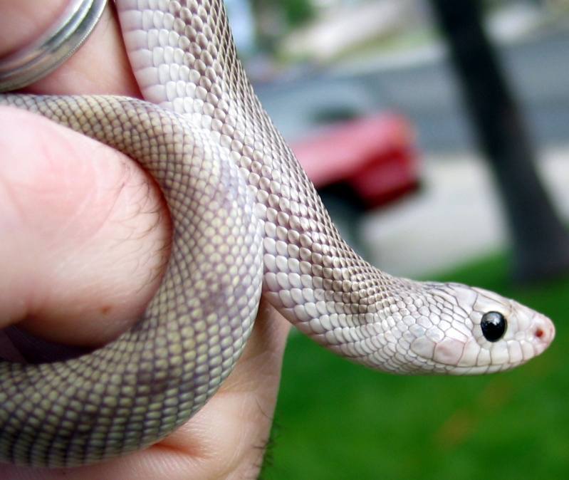 Nokturnel Tom Southern Patternless