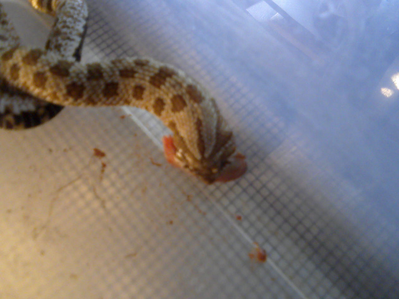 NOM NOM