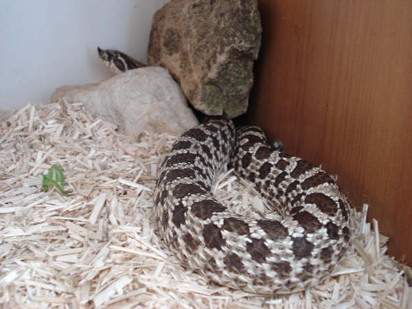 Noodle_2