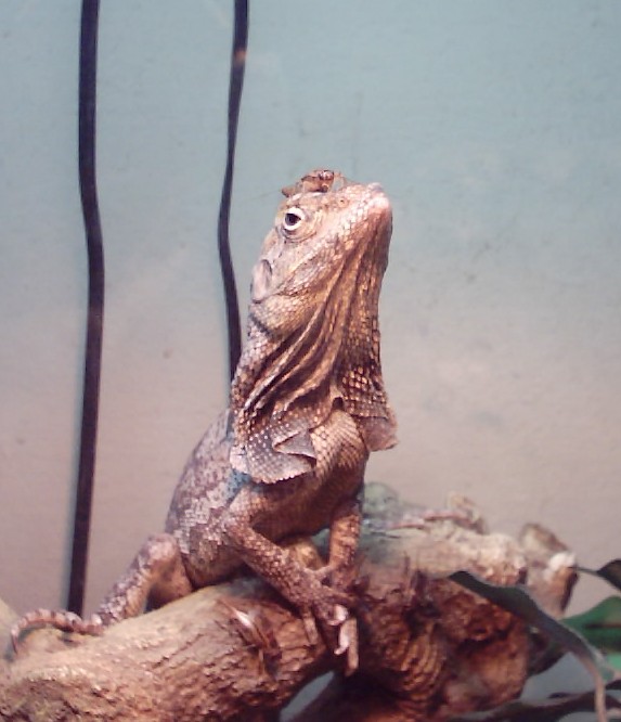 Norbi the Frilled Dragon
