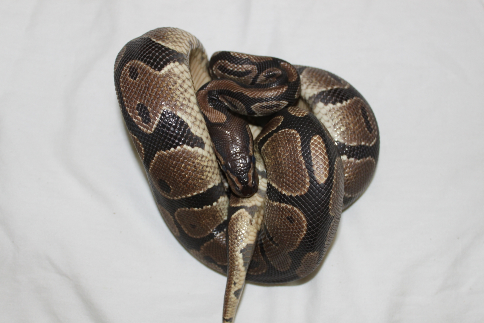 Normal Female #2