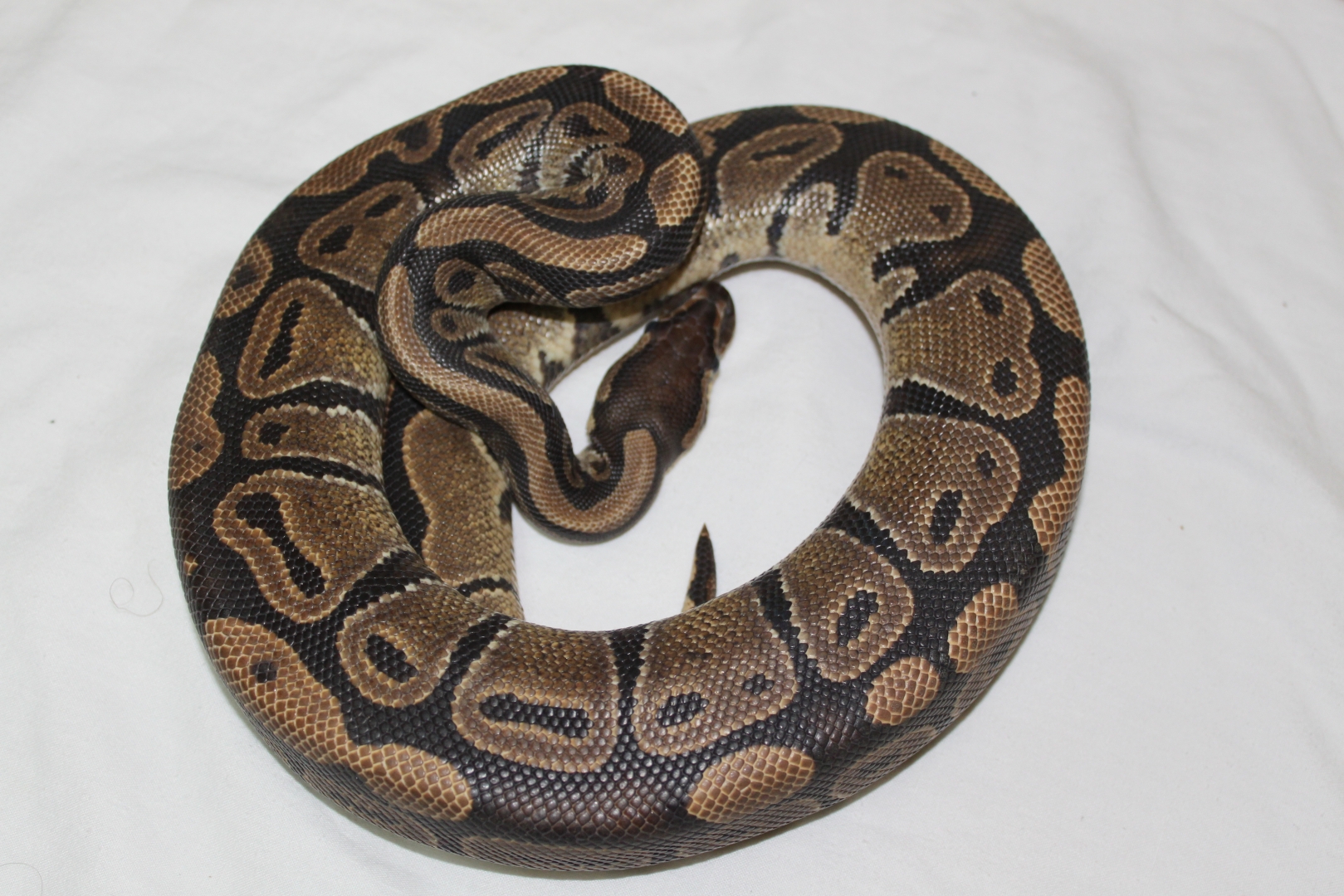 Normal Female #3