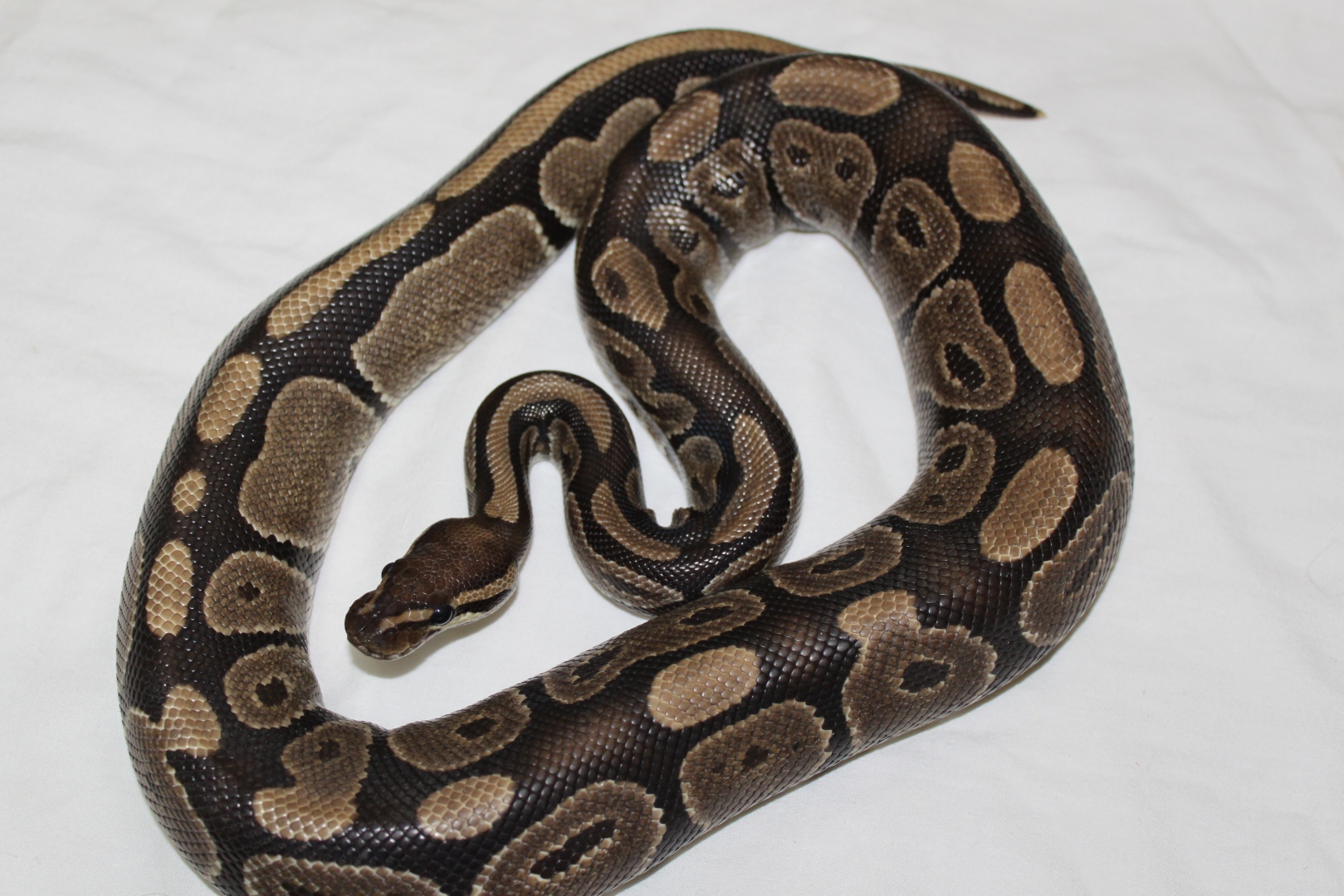 Normal Female #4