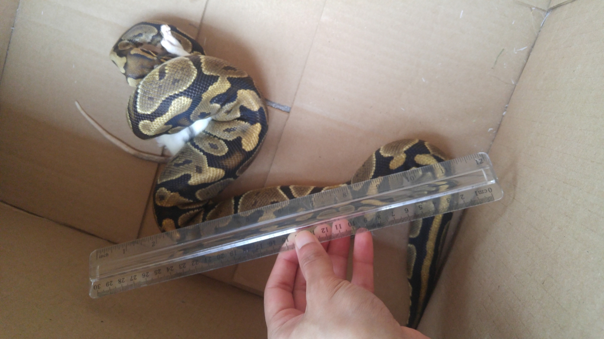 Normal female ball python