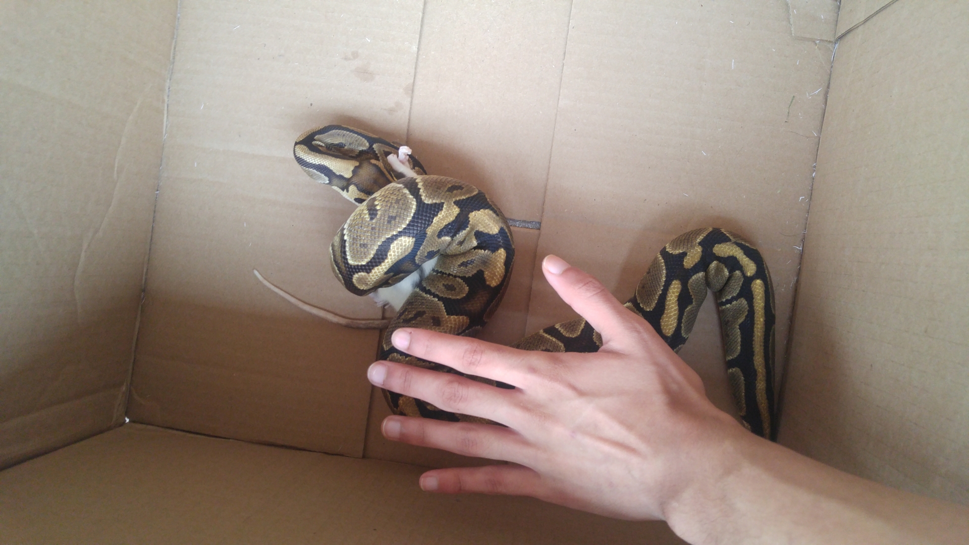 Normal female ball python