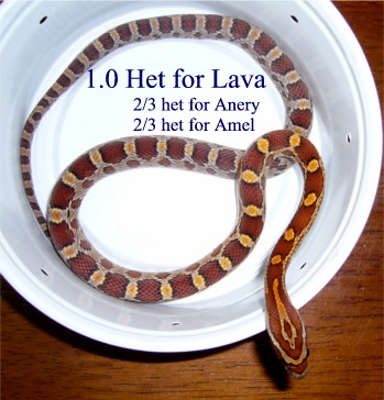 Normal Het for Lava male