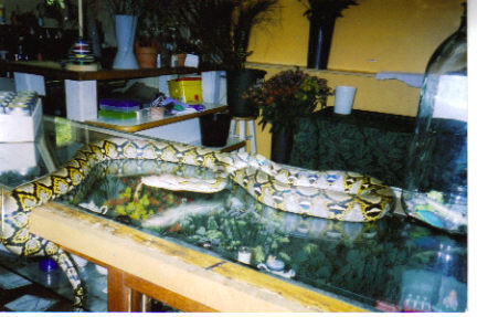 Normal Retic