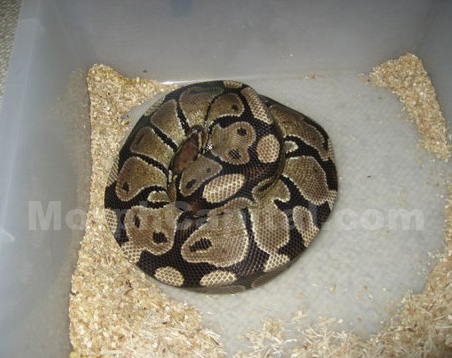Normal_BP1