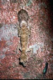 Northen leaf tail