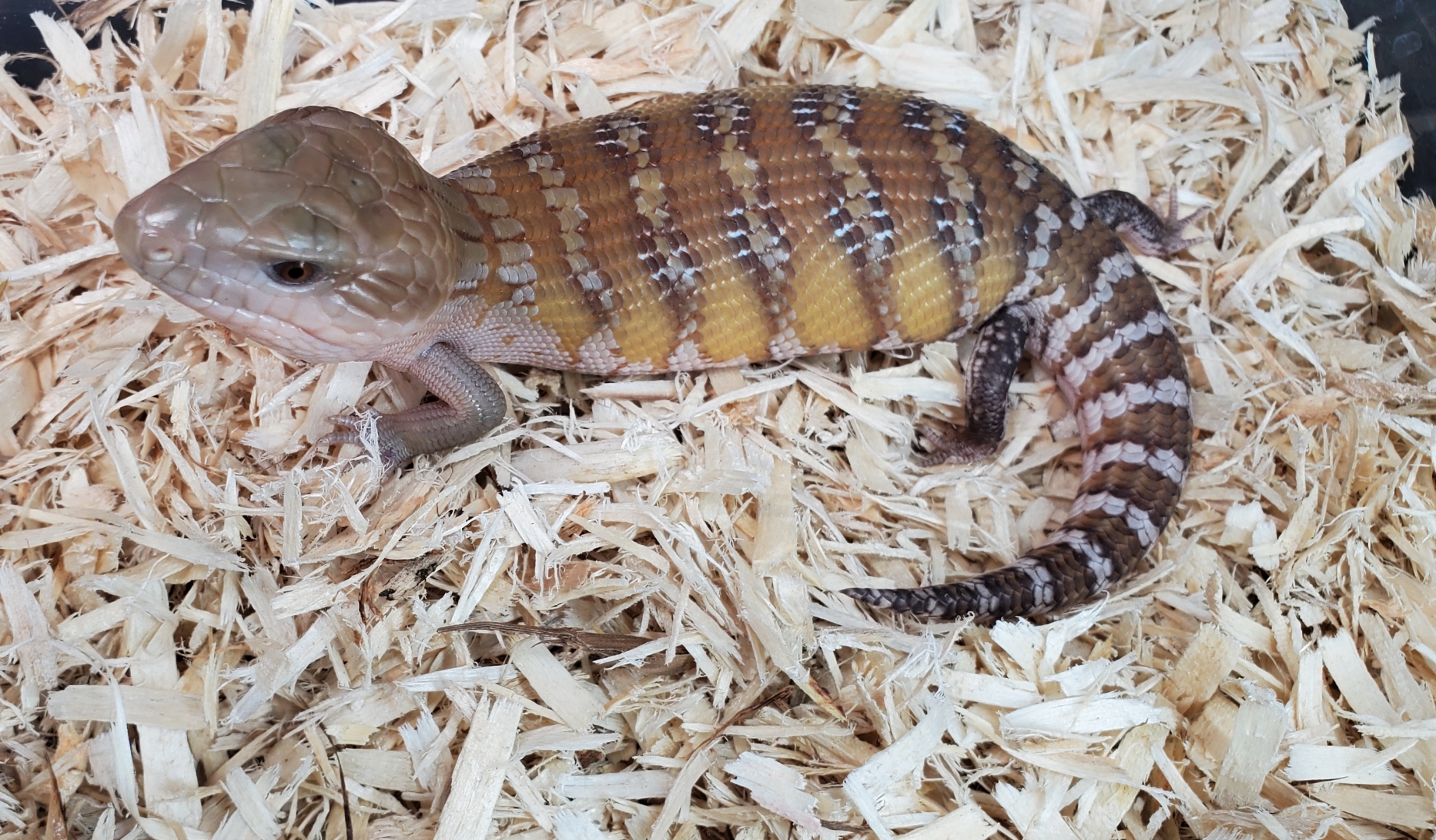 Northern Blue Tongue Skinks For Sale