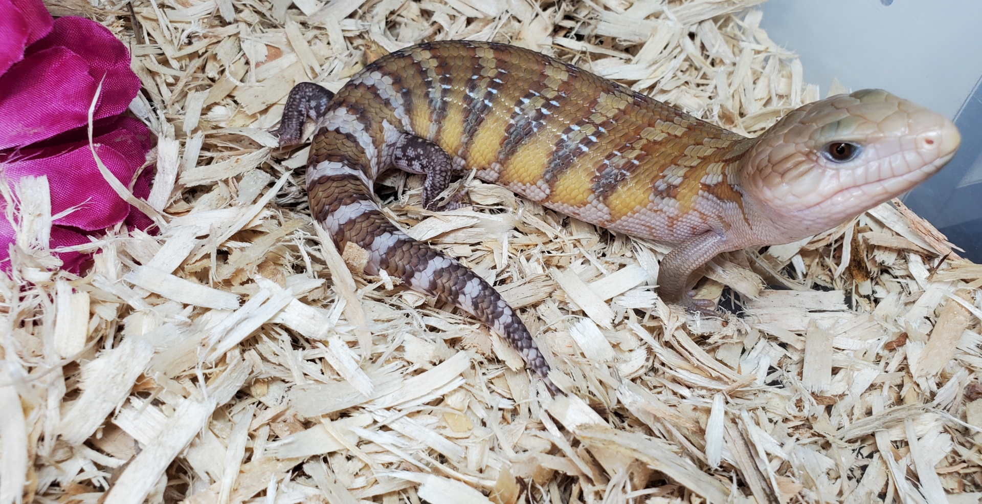 Northern Blue Tongue Skinks For Sale