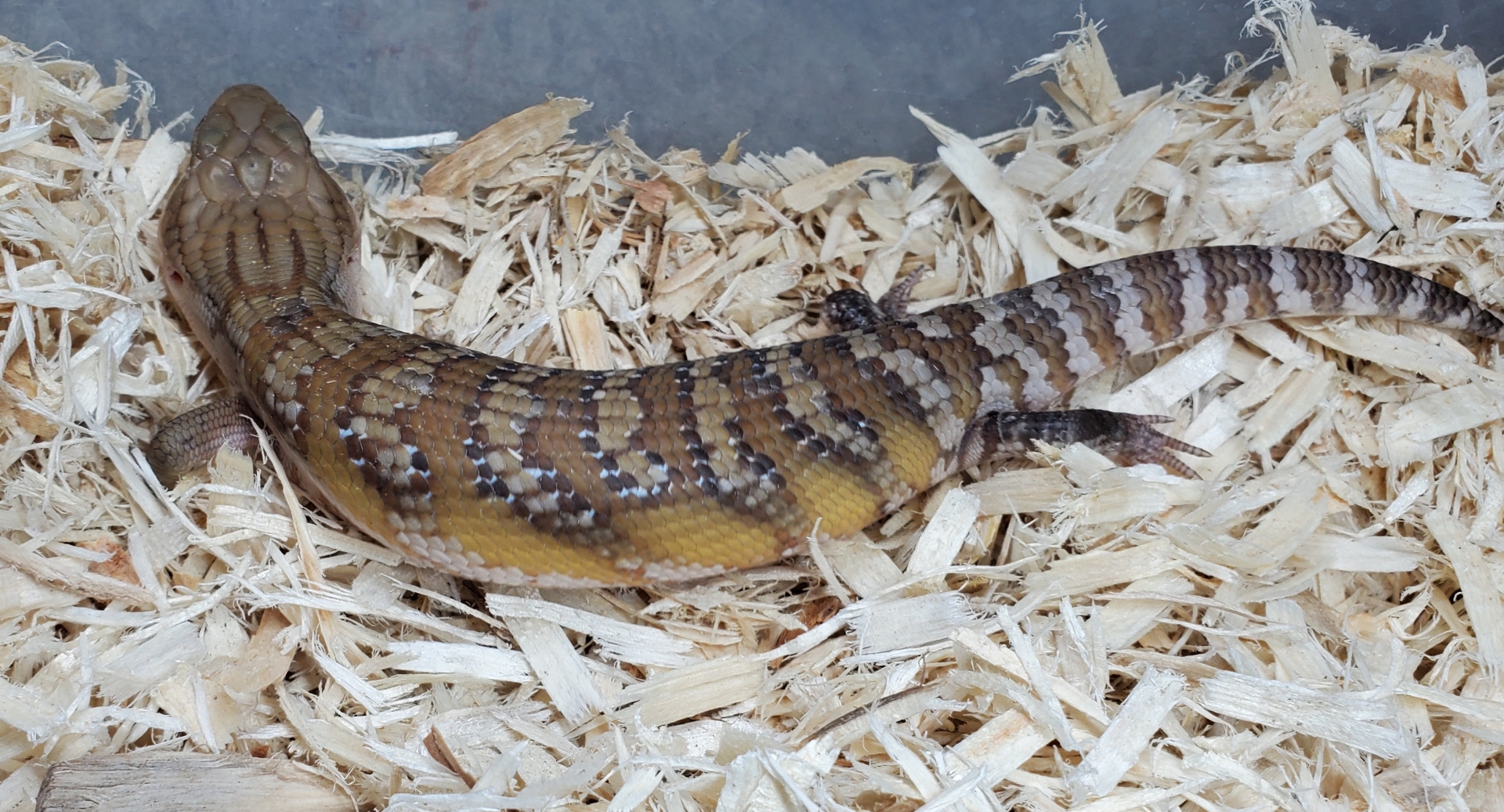 Northern Blue Tongue Skinks For Sale