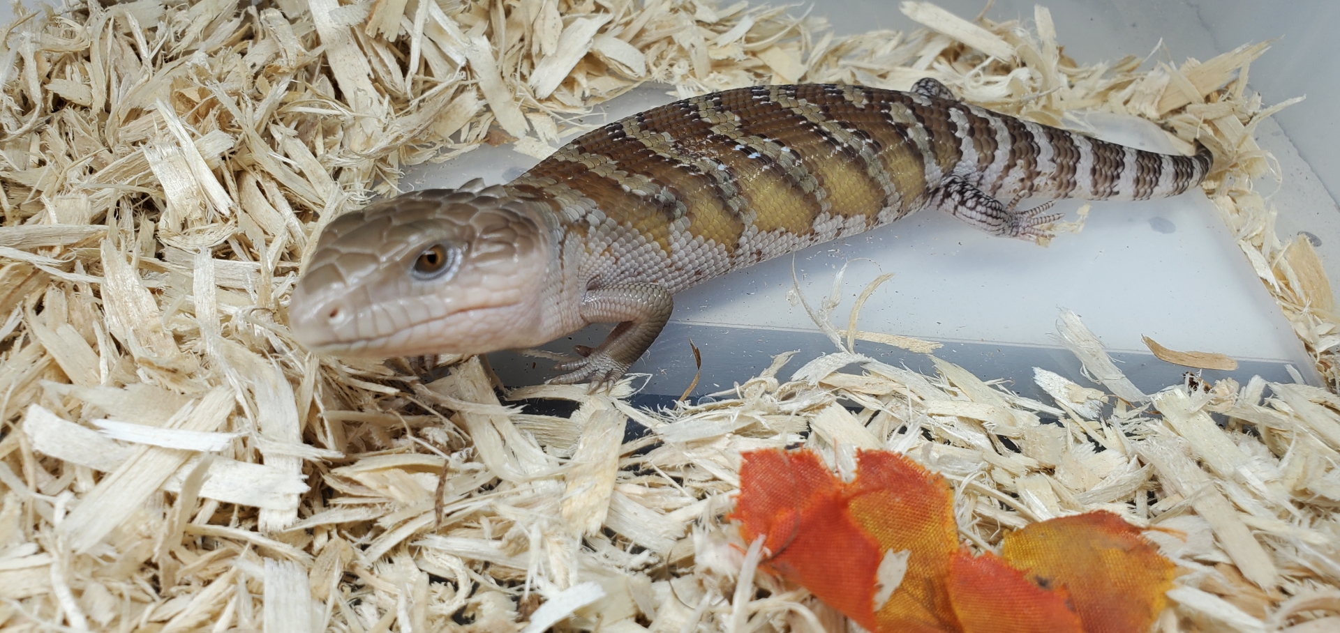 Northern Blue Tongue Skinks For Sale