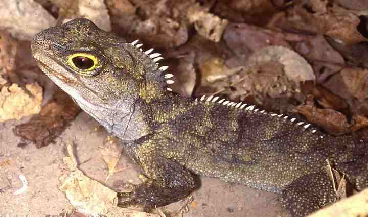Not a lizard