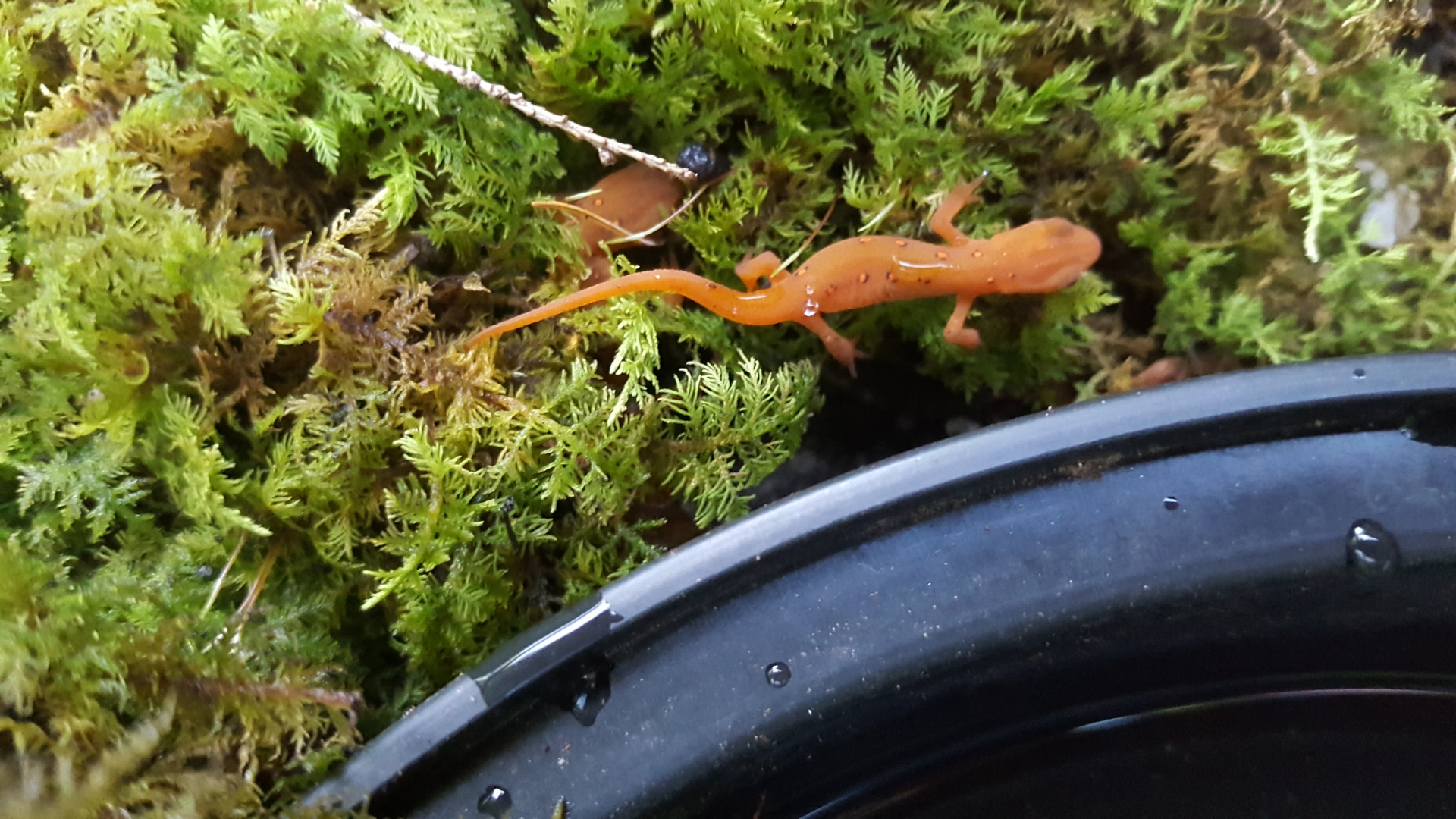 Noto efts