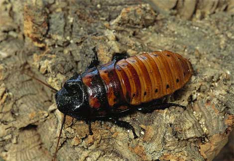 now here pic of one of the madasgascar hissing cockroach