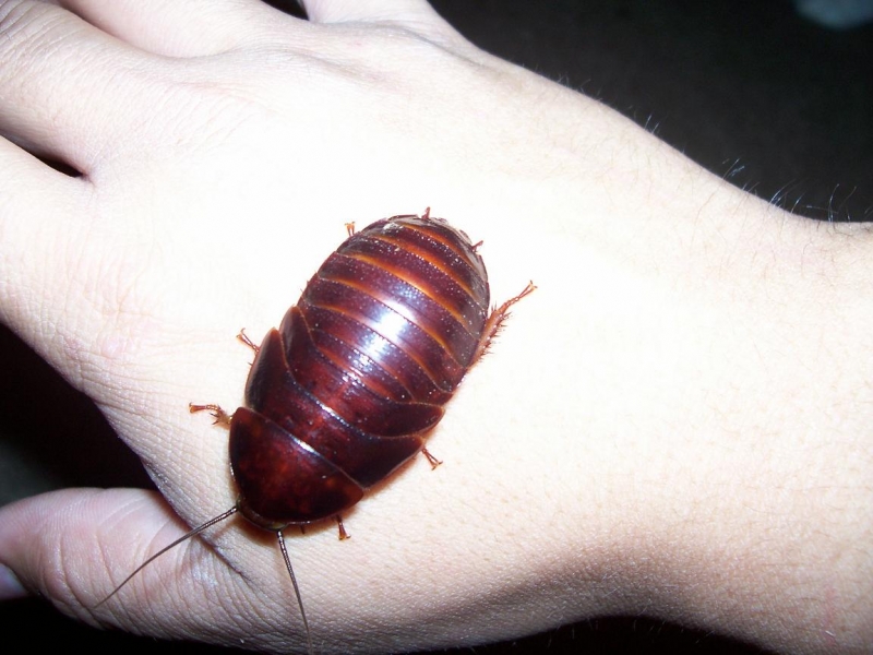 nymph roach