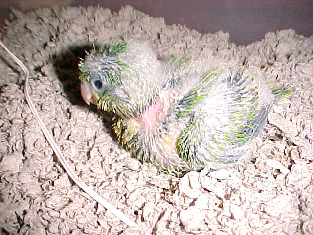 oats
