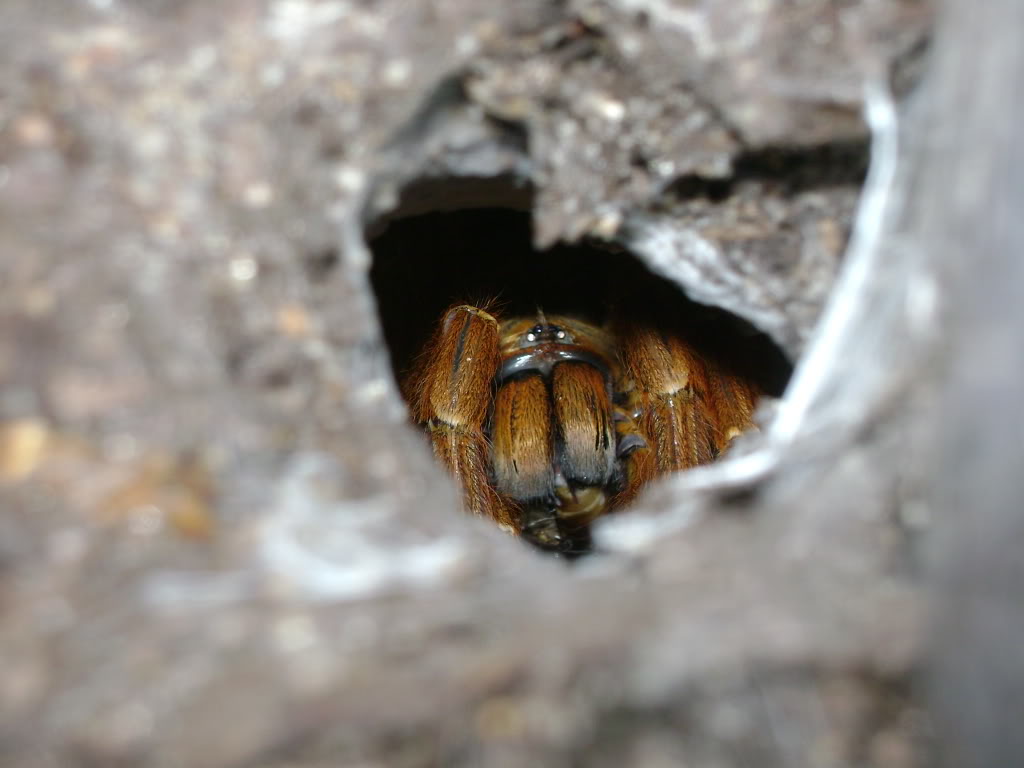 OBT P. murinus in Burrow