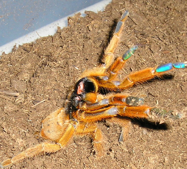 OBT
