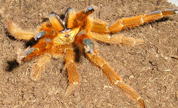 OBT
