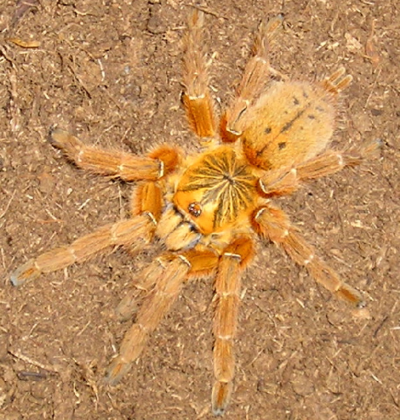 OBT