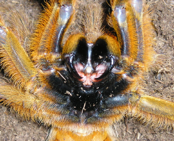 OBT